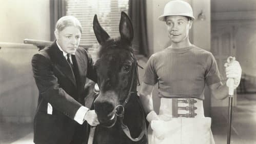 Polo Joe Bild 1