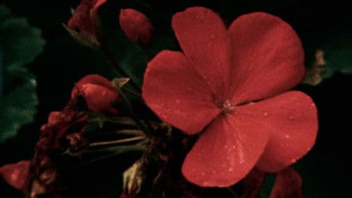 Cantique des Cantiques Bild 7