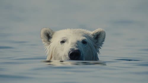 Nuisance Bear Bild 1