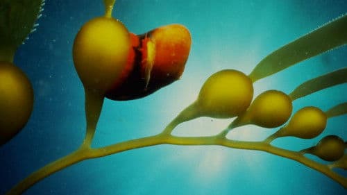 Seaweed Stories Bild 4