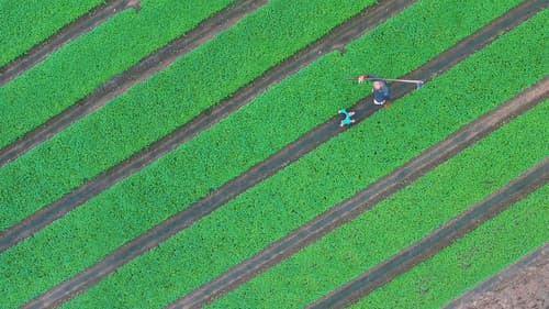 Die Wurzeln des Geschmacks Bild 7