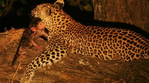 Eye of the Leopard Bild 2