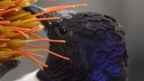 The Wild Andes Bild 7