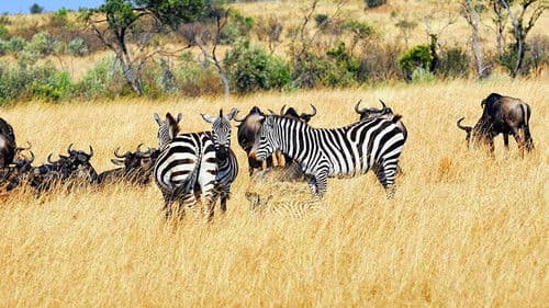 Wild South Africa Bild 3