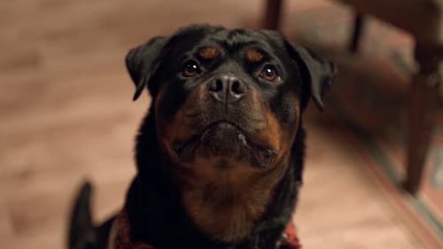 5 Silahşörler Bild 4