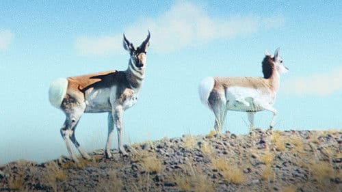 Wunder der Prärie Bild 5