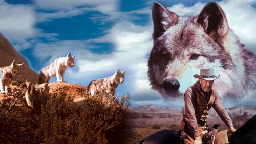 Lobo, der Wolf Bild 1