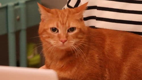 リモートで殺される: 殺人の裏側編 Bild 2