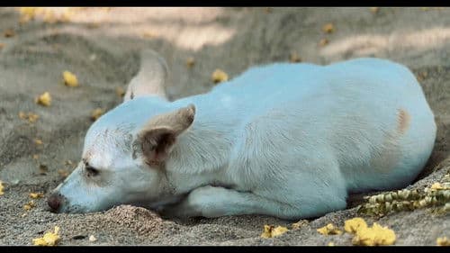 KaaKaa Pee - Short Film Bild 2