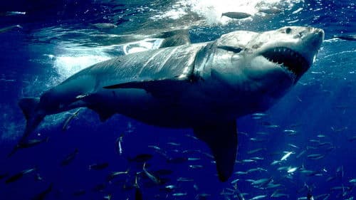 Hai vs. Killerwal Bild 5