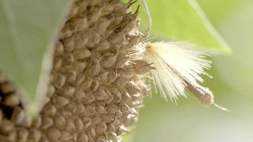 Geheimnisvolle Bewohner der Lüfte Bild 1