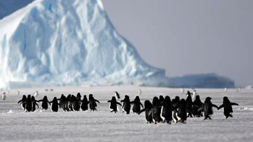 Seule en antarctique Bild 2