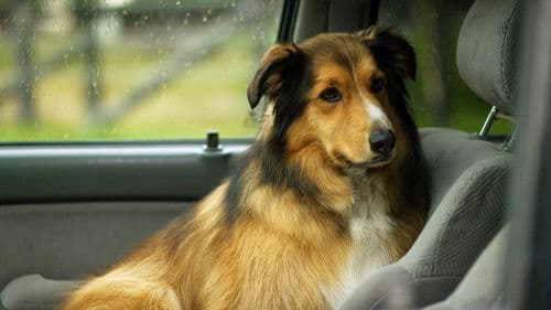 Best Friend from Heaven Bild 5