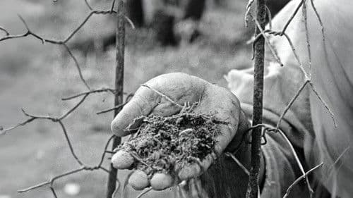 दो बीघा ज़मीन Bild 7