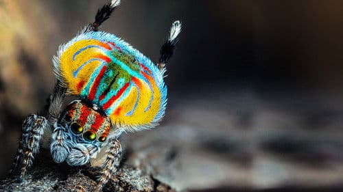 Magical Land of Oz Bild 5