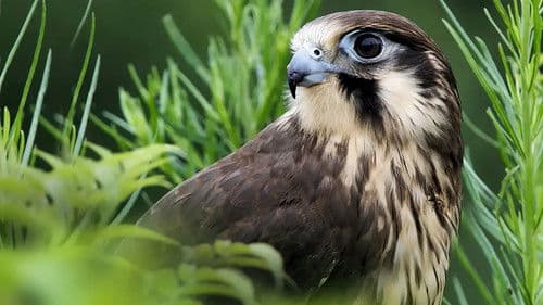 Wild Birds of Australia Bild 1