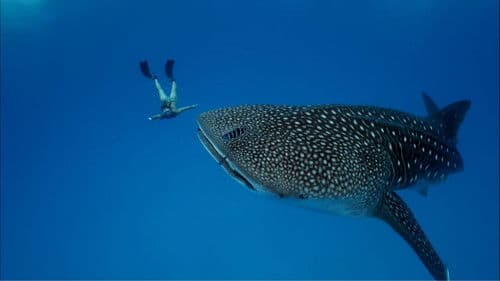Ultimate Freedive: The Great Barrier Reef Bild 5