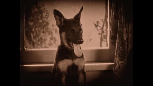 Wonder Dogs! Canine Stars of the Silent Era (1898-1928) Bild 3