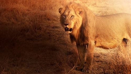 Lion Kingdom Bild 6