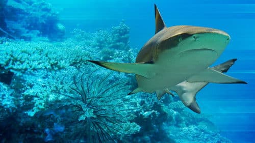 Das Turnier der Haie Bild 2