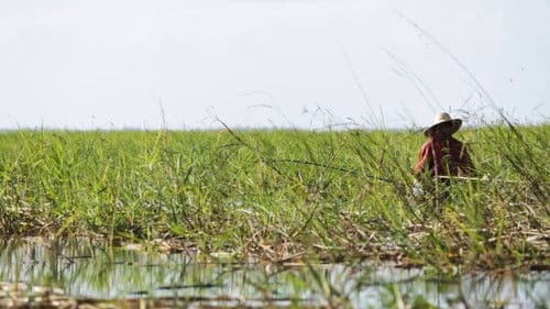 Tapajós Ãgawaraitá Bild 2