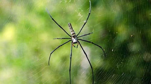 L'art du mensonge Bild 1