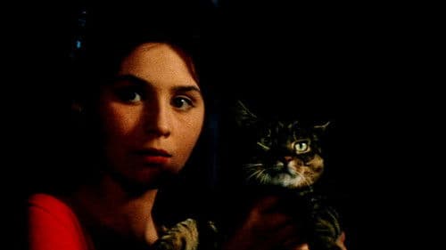 Wenn der Kater kommt Bild 7