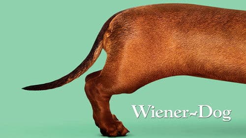 Wiener Dog Bild 1