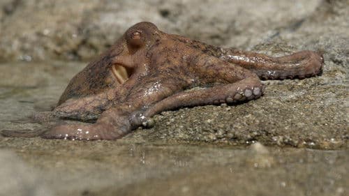 Ebbe - Ein tierisches Kammerspiel Bild 8