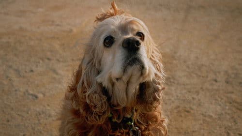 Dog in Translation Bild 1