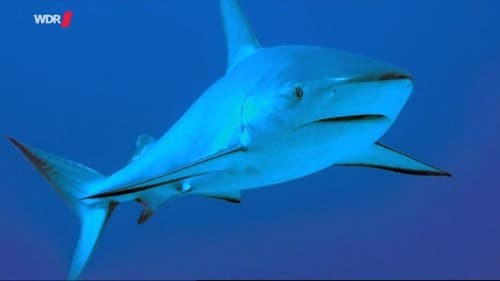 Natural Killers - Auf der Suche nach Haien Bild 1