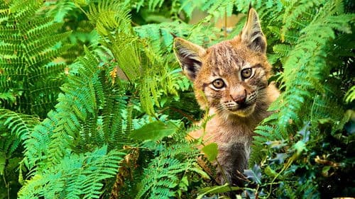 Lincessa. Los silencios del bosque Bild 1