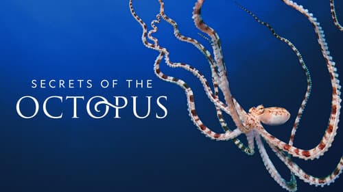 Die geheimnisvolle Welt der Oktopusse Bild 3
