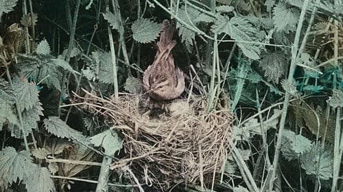 Les oiseaux chez eux Bild 2