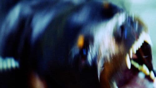 Dizem que os cães veem coisas Bild 4