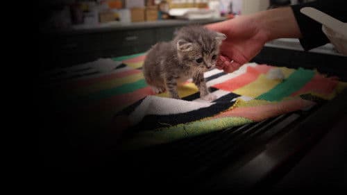 Die Tierretter der Rocky Mountains Bild 2