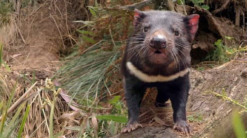 Secret Life Of The Tasmanian Devil Bild 3