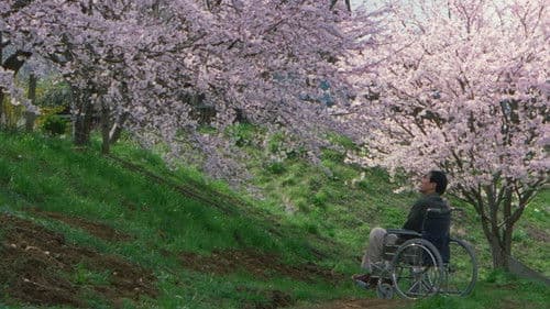 Hana-bi - Feuerblume Bild 6