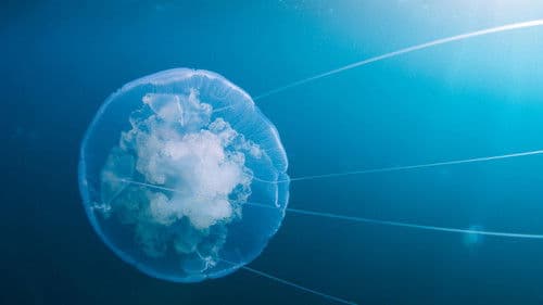 Voyage of Time: Life's Journey Bild 1