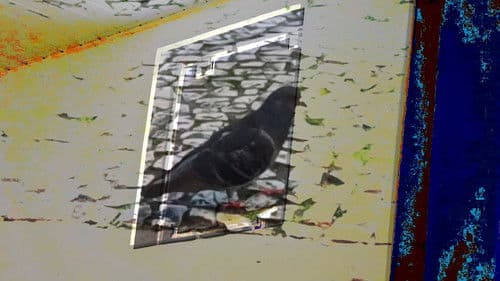 não tenho dormido muito mas continuo sonhando a cada piscada Bild 1