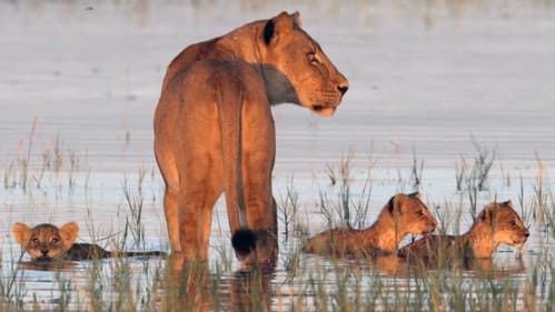 The Lakeshore Killers Bild 1