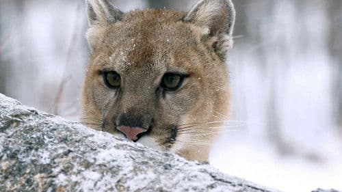 Der unsichtbare Puma - Ein Besucher in Frankreichs Wäldern? Bild 2