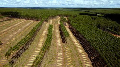 Retten Bäume den Planeten Bild 1