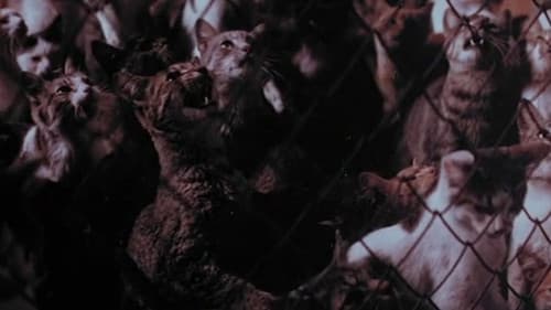 Die Rache der 1000 Katzen Bild 1