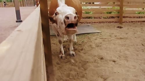 Склероз Bild 1