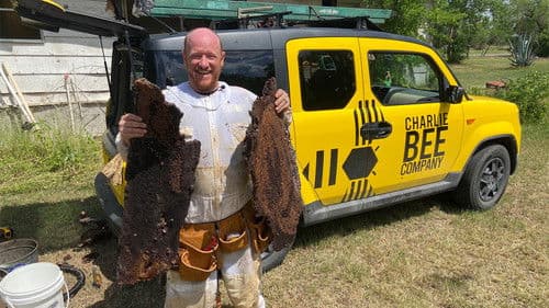 Charlie Bee Company Bild 8