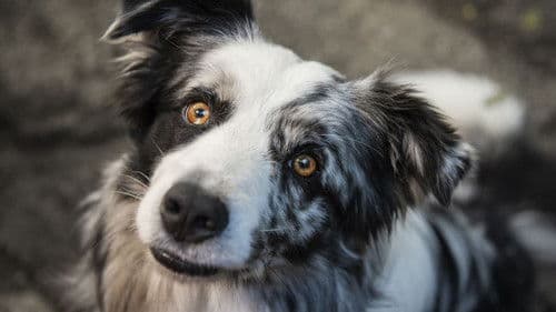 Řekni to psem Bild 4