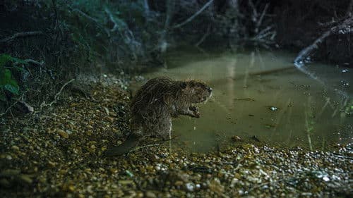 Swamplands USA Bild 1