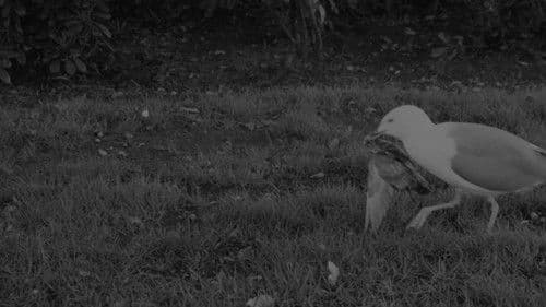 Els Invisibles Bild 1