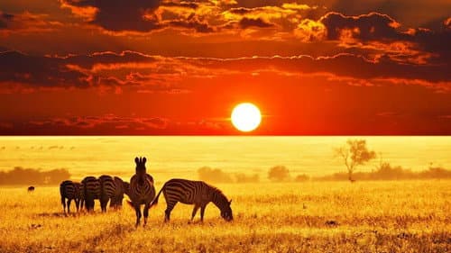 Predators Killing for a Living Bild 1